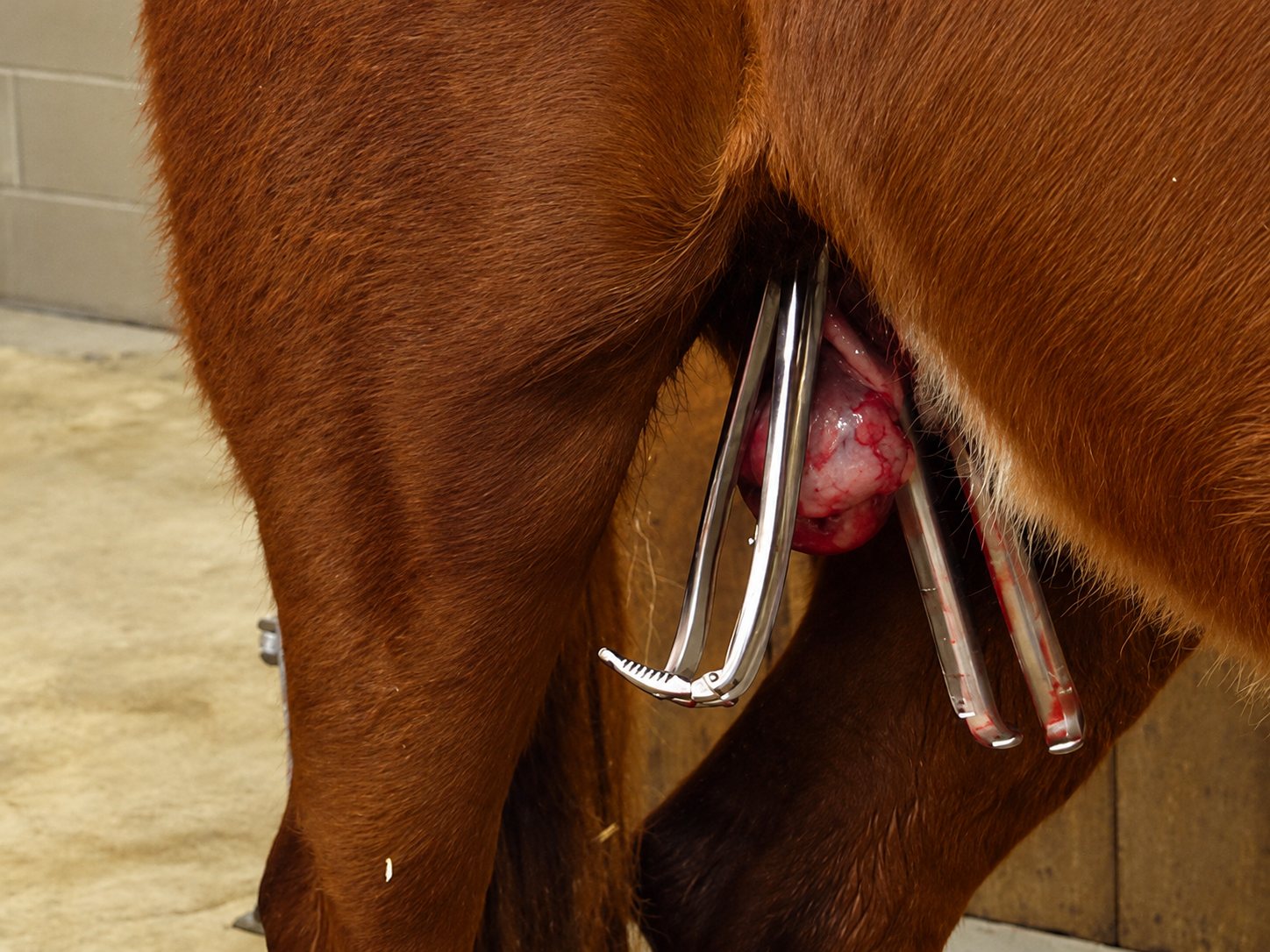 Gros plan sur le flanc d'un cheval alezan dans une écurie, avec des pinces chirurgicales en métal fixées près d'une zone rougeâtre.