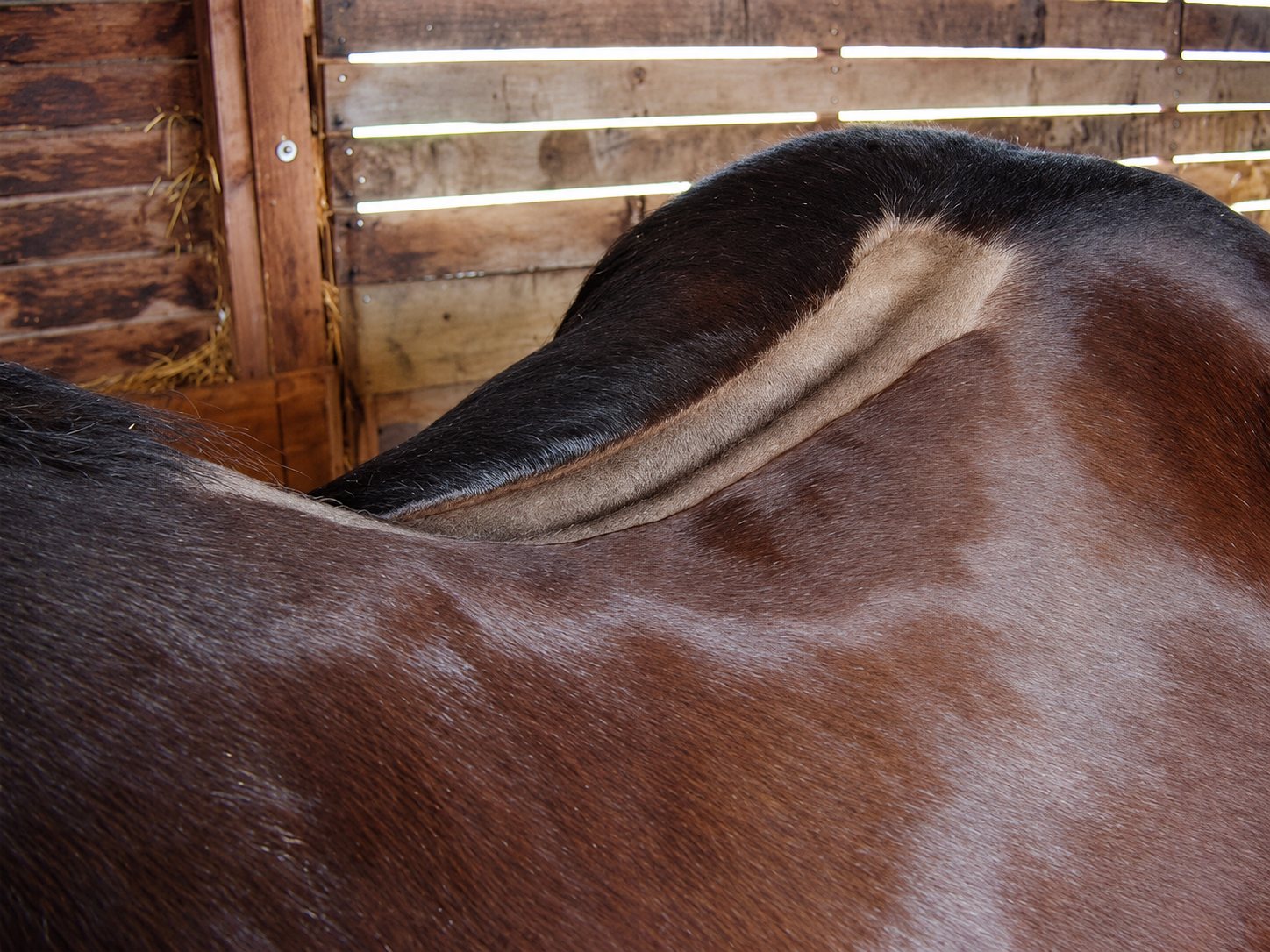 Gros plan sur le dos et la croupe d'un cheval brun à l'intérieur d'une écurie en bois.