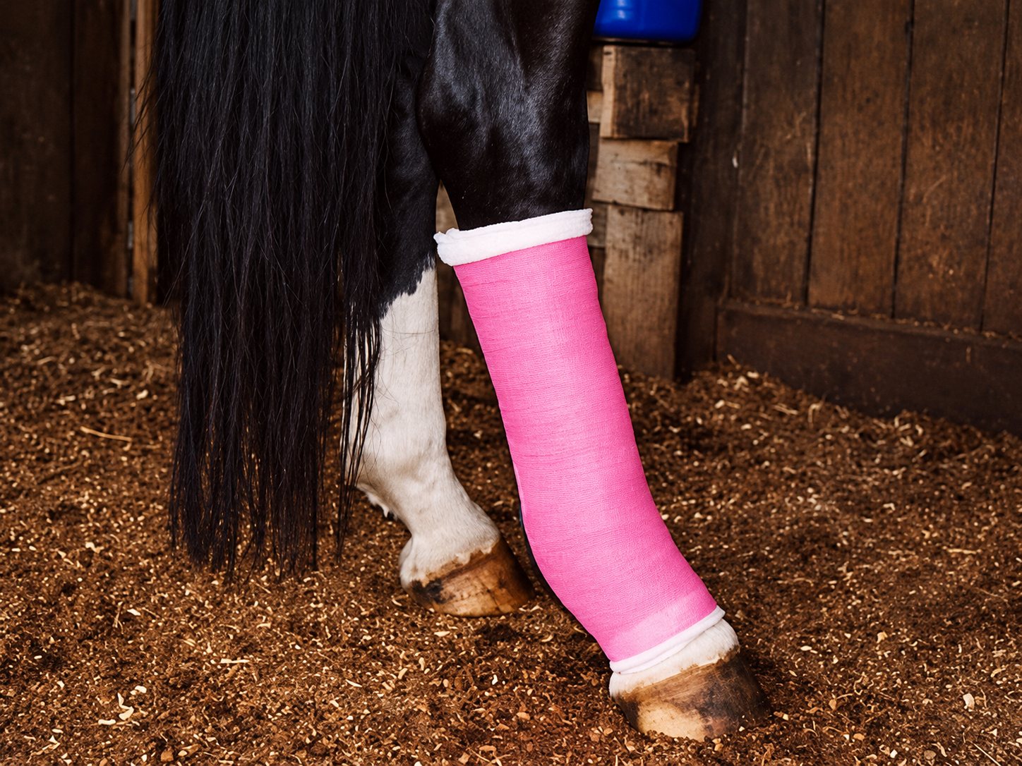 Gros plan sur la jambe d'un cheval recouverte d'un bandage rose vif, debout sur une litière de copeaux dans un box.
